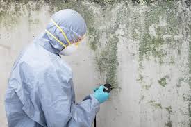 Best Environmental Consulting for Mold Prevention in White Center, WA